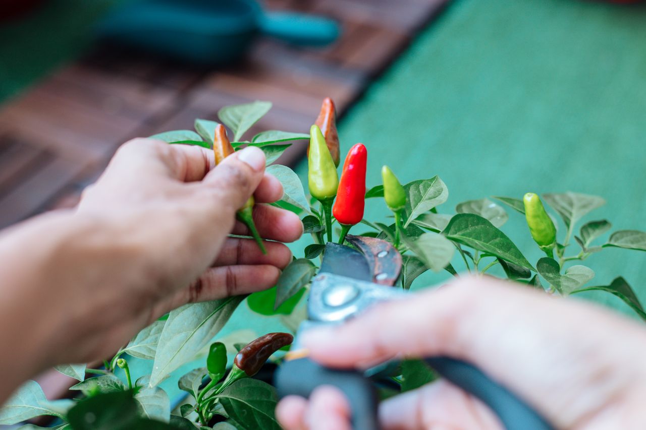 A person uses gardening shears to harvest colorful chili peppers in a close-up outdoor setting.