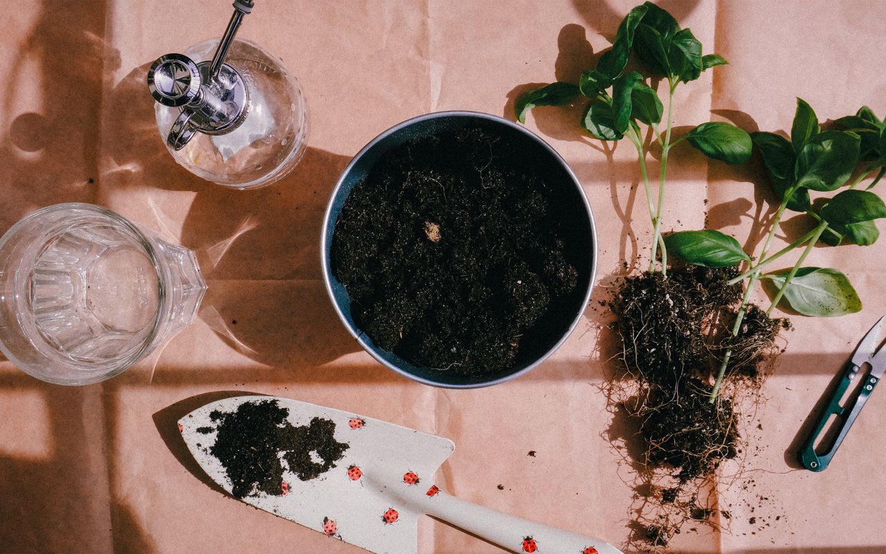Flat lay of gardening tools, soil, and seedlings ready for planting.