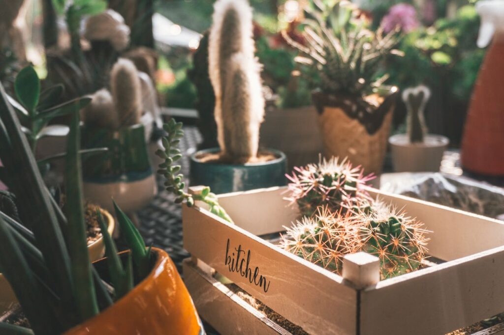 Crafting Captivating Headlines: Your awesome post title goes here A collection of potted cacti and succulents in sunlight with rustic decor.
