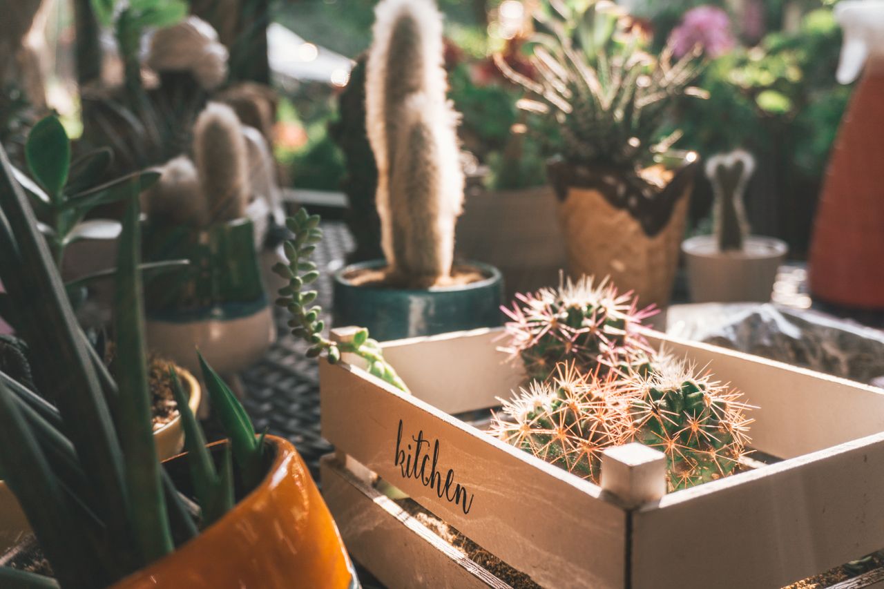 A collection of potted cacti and succulents in sunlight with rustic decor.