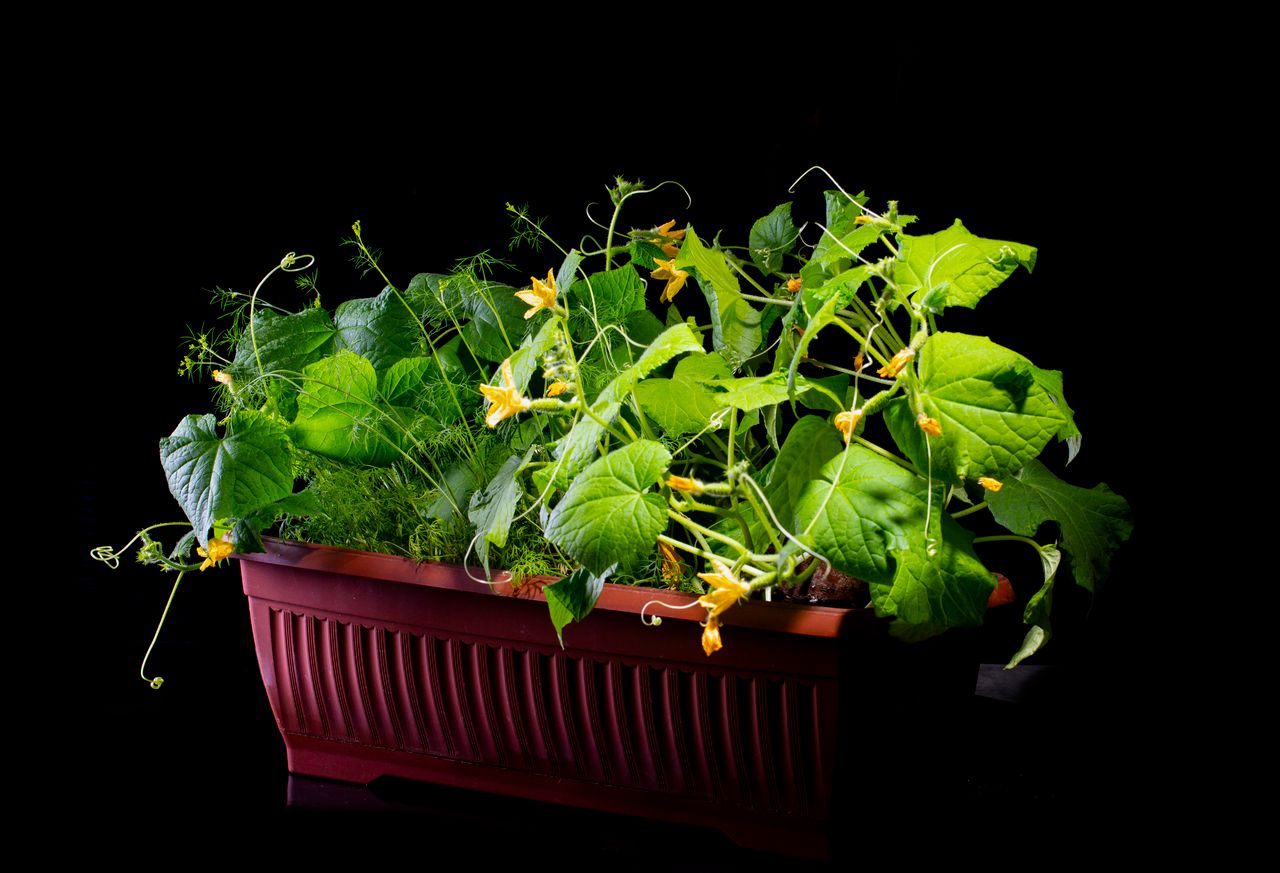 A healthy cucumber plant thriving in a red planter box against a black background.