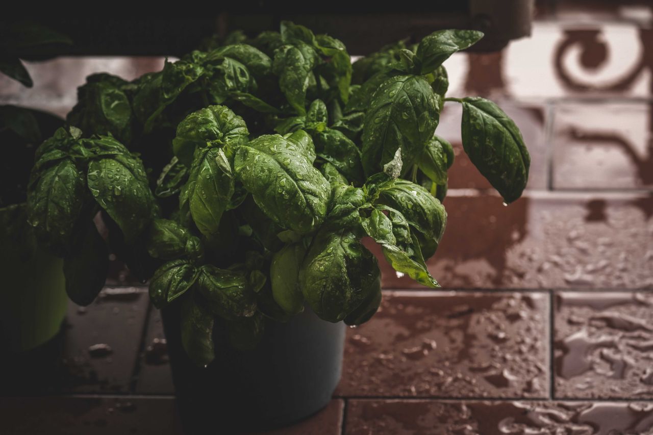 Close-up of a vibrant basil plant with fresh water droplets on leaves, creating a refreshing feel.
